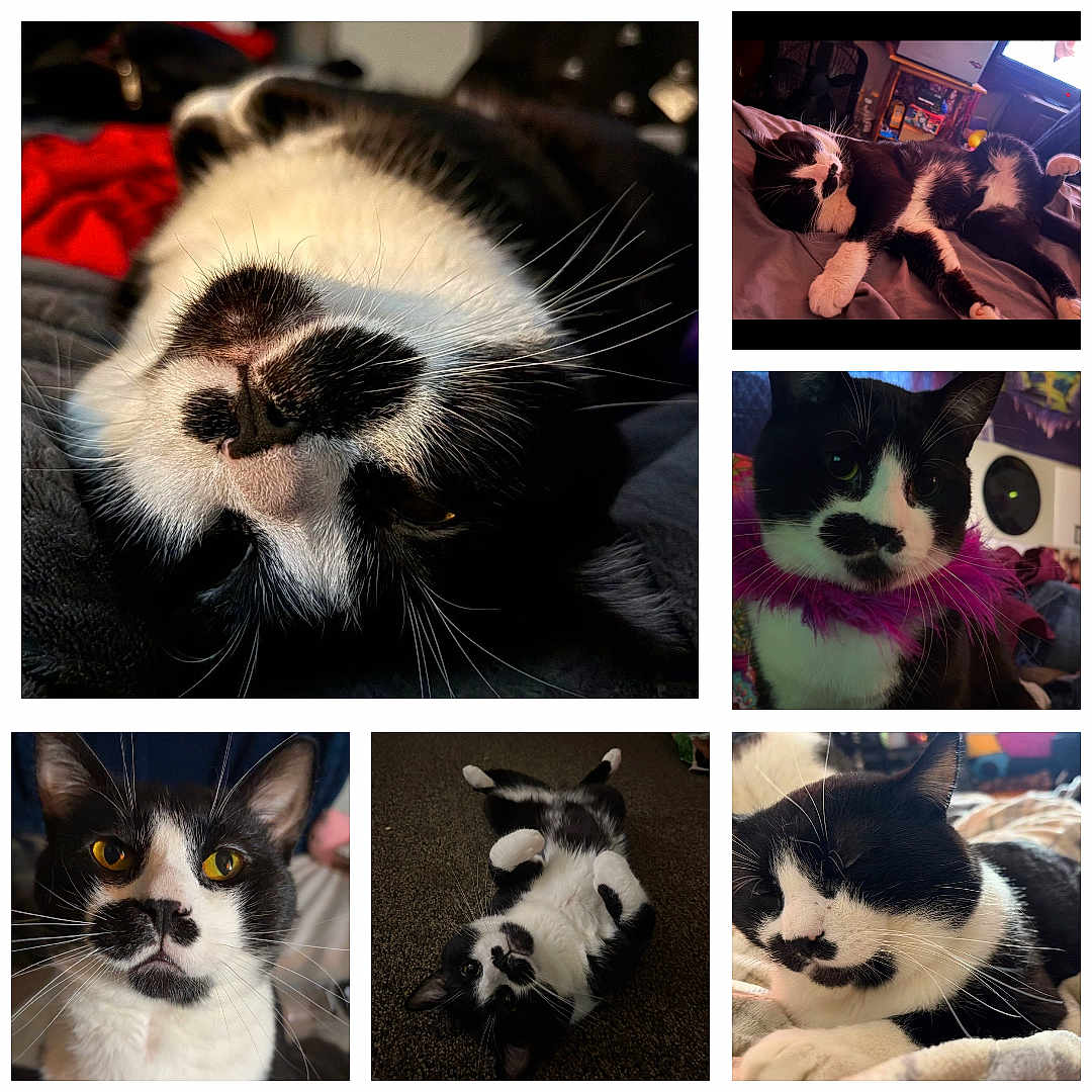 Arlo is registered to the contest to win money with this photo: cat, cats, black_and_white, tuxedo_cat, feline, pet, animal, whiskers, close_up, portrait, sleeping, lying_down, sitting, upside_down, relaxed, indoor, collage, fur, green_eyes, mustache