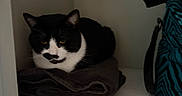 Arlo is registered to the contest to win money with this photo: cat, black_and_white, tuxedo_cat, animal, pet, feline, sitting, resting, folded_towels, shelf, closet, indoor, portrait, yellow_eyes, whiskers, ears, fur, fabric, bag, household