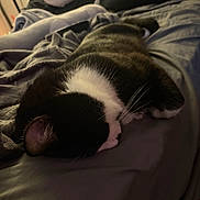 Arlo joined the competition — help win amazing prizes! cat, sleeping, black_and_white, pet, animal, bed, blanket, bedding, cozy, indoors, home, resting, curled_up, fur, whiskers, relaxed, nap, bedroom, soft, portrait