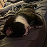 cat, sleeping, black_and_white, pet, animal, bed, blanket, bedding, cozy, indoors, home, resting, curled_up, fur, whiskers, relaxed, nap, bedroom, soft, portrait