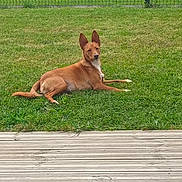 Youki a rejoint le concours — aidez-le/la à gagner de superbes lots ! animal, backyard, brown_dog, canine, daytime, dog, ears, fence, grass, greenery, lawn, nature, outdoor, park, pet, quiet, relaxed, resting, sky, wooden_deck