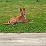 animal, backyard, brown_dog, canine, daytime, dog, ears, fence, grass, greenery, lawn, nature, outdoor, park, pet, quiet, relaxed, resting, sky, wooden_deck