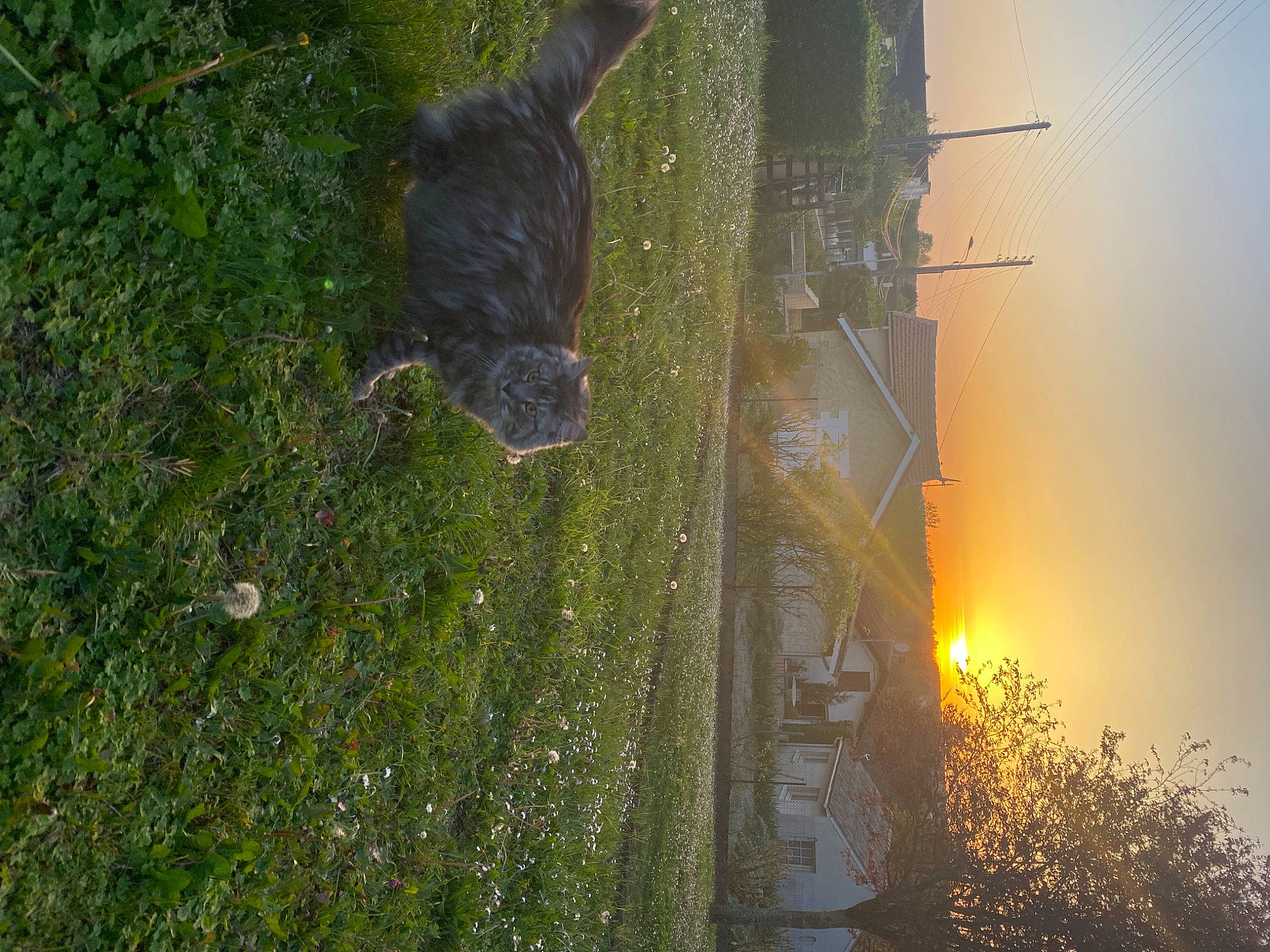 Filou participe au concours pour gagner de l'argent avec cette photo : biome, electricity, grass, heat, landscape, leaf, lens_flare, nature, plant, public_utility, reflection, sky, soil, street_light, tree, trunk, twig, vegetation, water, wood