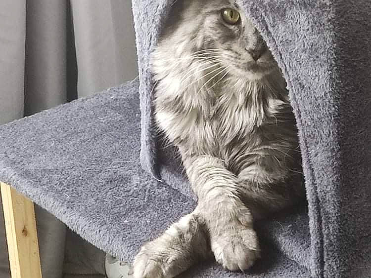 Filou a rejoint le concours — aidez-le/la à gagner de superbes lots ! carnivore, cat, claw, comfort, domestic_short_haired_cat, felidae, fur, grey, monochrome, monochrome_photography, pattern, paw, small_to_medium_sized_cats, snout, sporting_group, tail, terrestrial_animal, whiskers, window, wood