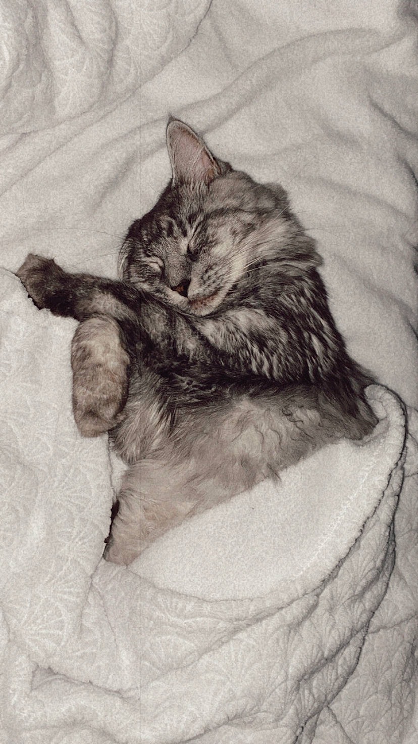 Filou participe au concours pour gagner de l'argent avec cette photo : art, carnivore, cat, claw, comfort, domestic_short_haired_cat, drawing, felidae, fur, gesture, grey, illustration, monochrome, monochrome_photography, painting, paw, small_to_medium_sized_cats, snout, tail, whiskers