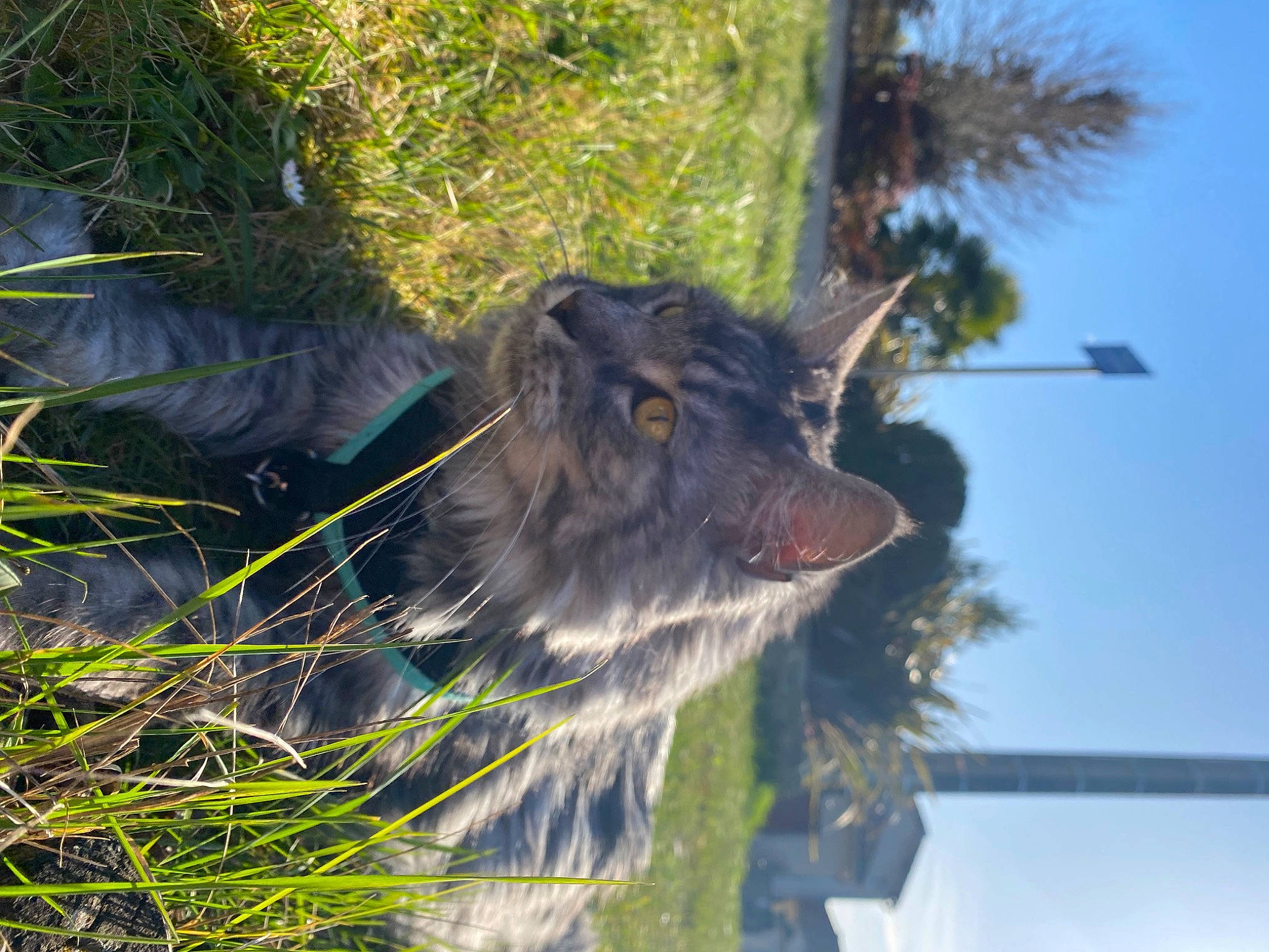 Filou participe au concours pour gagner de l'argent avec cette photo : arecales, canidae, carnivore, collar, dog, dog_breed, dog_collar, fur, grass, leash, palm_tree, plant, sky, snout, sporting_group, tail, tree, vegetation, whiskers, working_animal