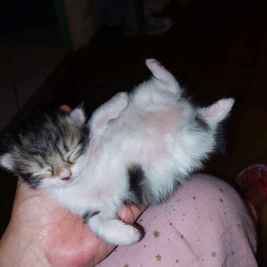 Bella a rejoint le concours — aidez-le/la à gagner de superbes lots ! abyssinian, accessories, angora, animal, bodypart, bracelet, cat, couch, face, finger, furniture, hand, head, kitten, manx, person, pet, photography, portrait, sleeping