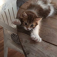 Bella participe au concours pour gagner de l'argent avec cette photo : angora, animal, cat, chair, diningtable, document, furniture, hardwood, indoors, interiordesign, kitten, manx, pet, plywood, receipt, stainedwood, table, tabletop, text, wood