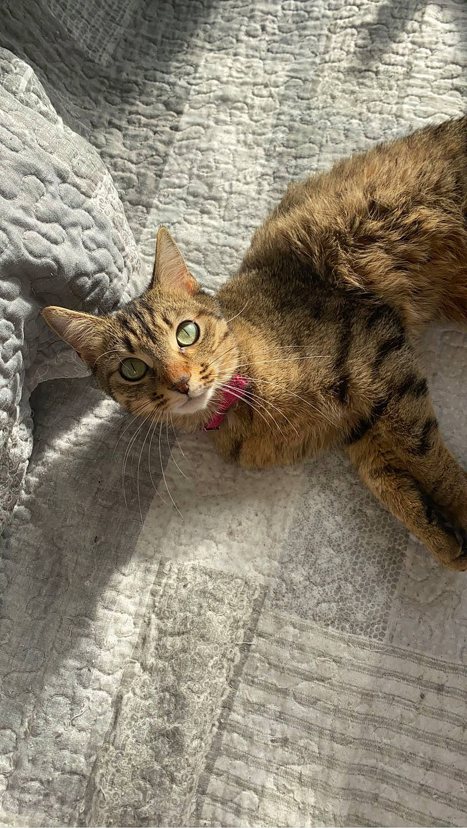 Perle participe au concours pour gagner de l'argent avec cette photo : carnivore, cat, claw, comfort, domestic_short_haired_cat, eye, fawn, felidae, fur, human_leg, leg, nap, paw, small_to_medium_sized_cats, snout, tail, terrestrial_animal, whiskers, wildlife, wood