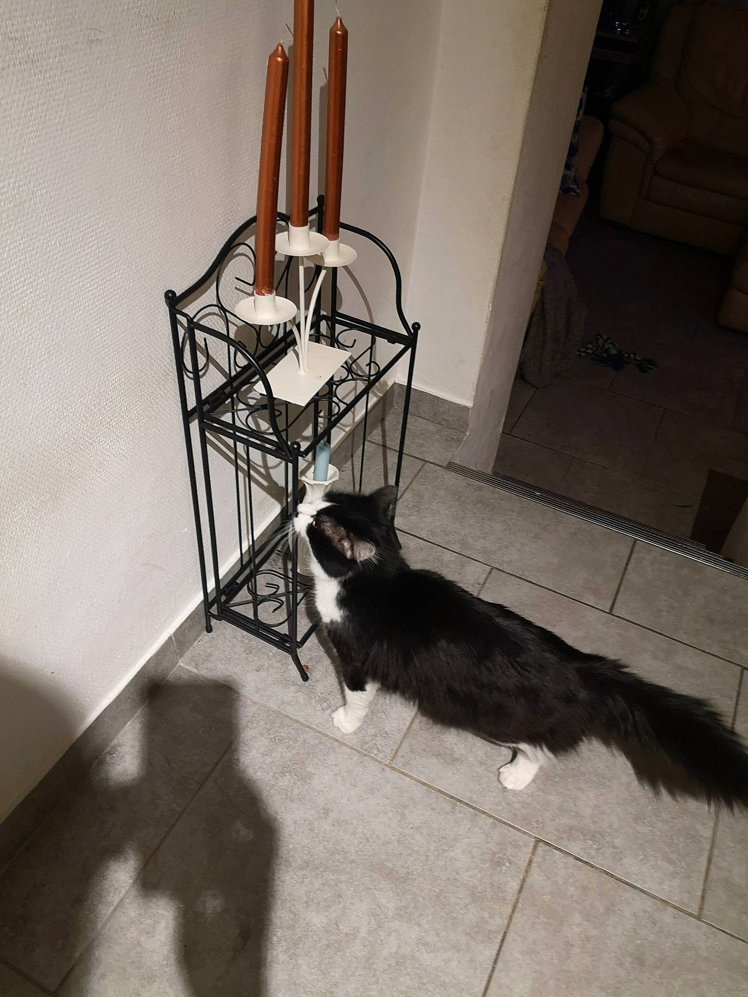 Gismo a rejoint le concours — aidez-le/la à gagner de superbes lots ! carnivore, cat, domestic_short_haired_cat, felidae, floor, flooring, hardwood, kitten, maine_coon, room, small_to_medium_sized_cats, tail, whiskers