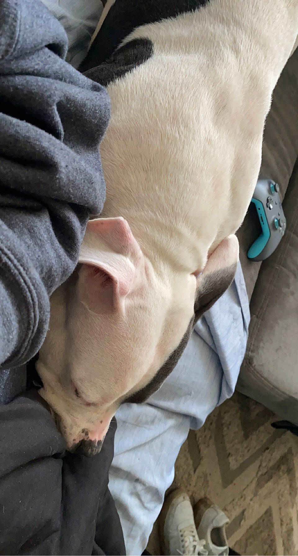 Pretty Girl is registered to the contest to win money with this photo: abdomen, chest, child, comfort, finger, foot, fur, gesture, human_leg, knee, linens, nail, nap, sitting, sleep, sleeve, thumb, wood, wrinkle, wrist