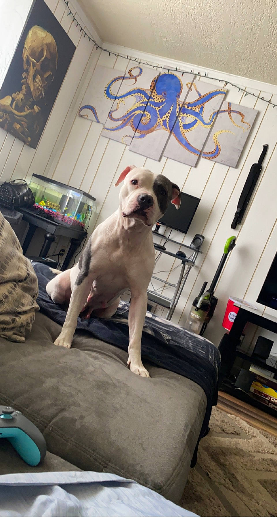 Pretty Girl is registered to the contest to win money with this photo: canidae, carnivore, collar, comfort, companion_dog, dog, dog_breed, dog_collar, dog_supply, door, fawn, flooring, leash, machine, metal, pet_supply, sitting, snout, sporting_group, working_animal