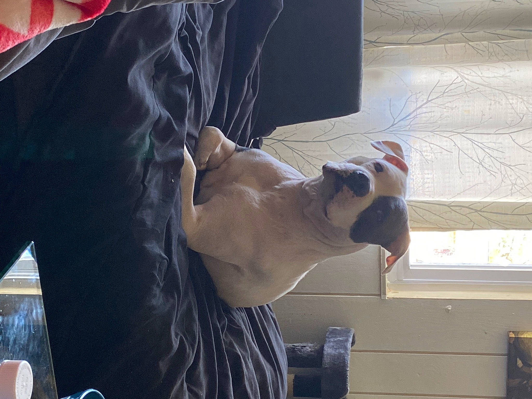 Pretty Girl joined the competition — help win amazing prizes! abdomen, barechested, chest, dog, elbow, eyewear, fawn, gesture, human_leg, joint, knee, mammal, sunglasses, thigh, trunk, vertebrate, vision_care, waist, wood, wrist