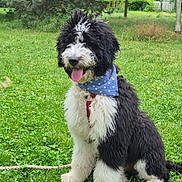 Zorro a rejoint le concours — aidez-le/la à gagner de superbes lots ! dog, black_and_white, fluffy, bandana, grass, outdoor, happy, tongue_out, sitting, pet, canine, nature, greenery, summer, cute, animal, leash, playful, fur, park
