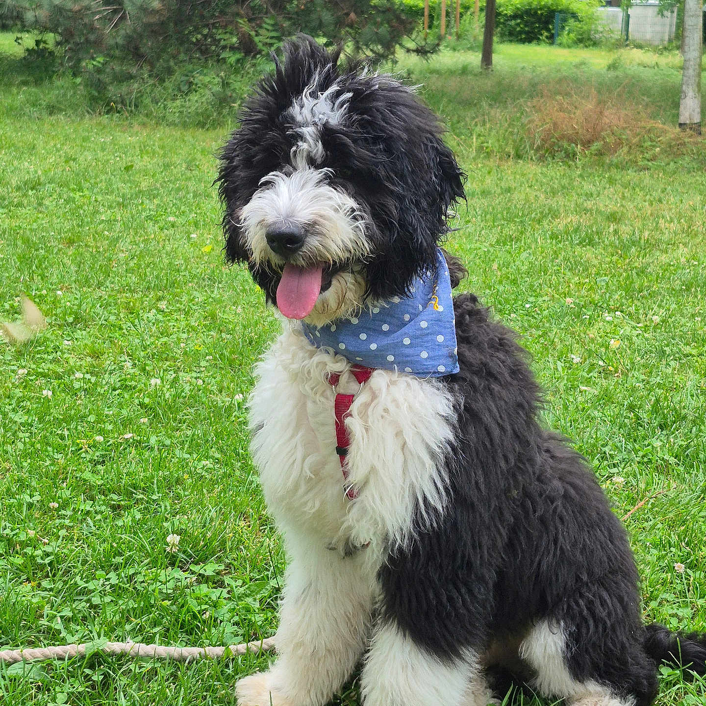 Zorro a rejoint le concours — aidez-le/la à gagner de superbes lots ! dog, black_and_white, fluffy, bandana, grass, outdoor, happy, tongue_out, sitting, pet, canine, nature, greenery, summer, cute, animal, leash, playful, fur, park