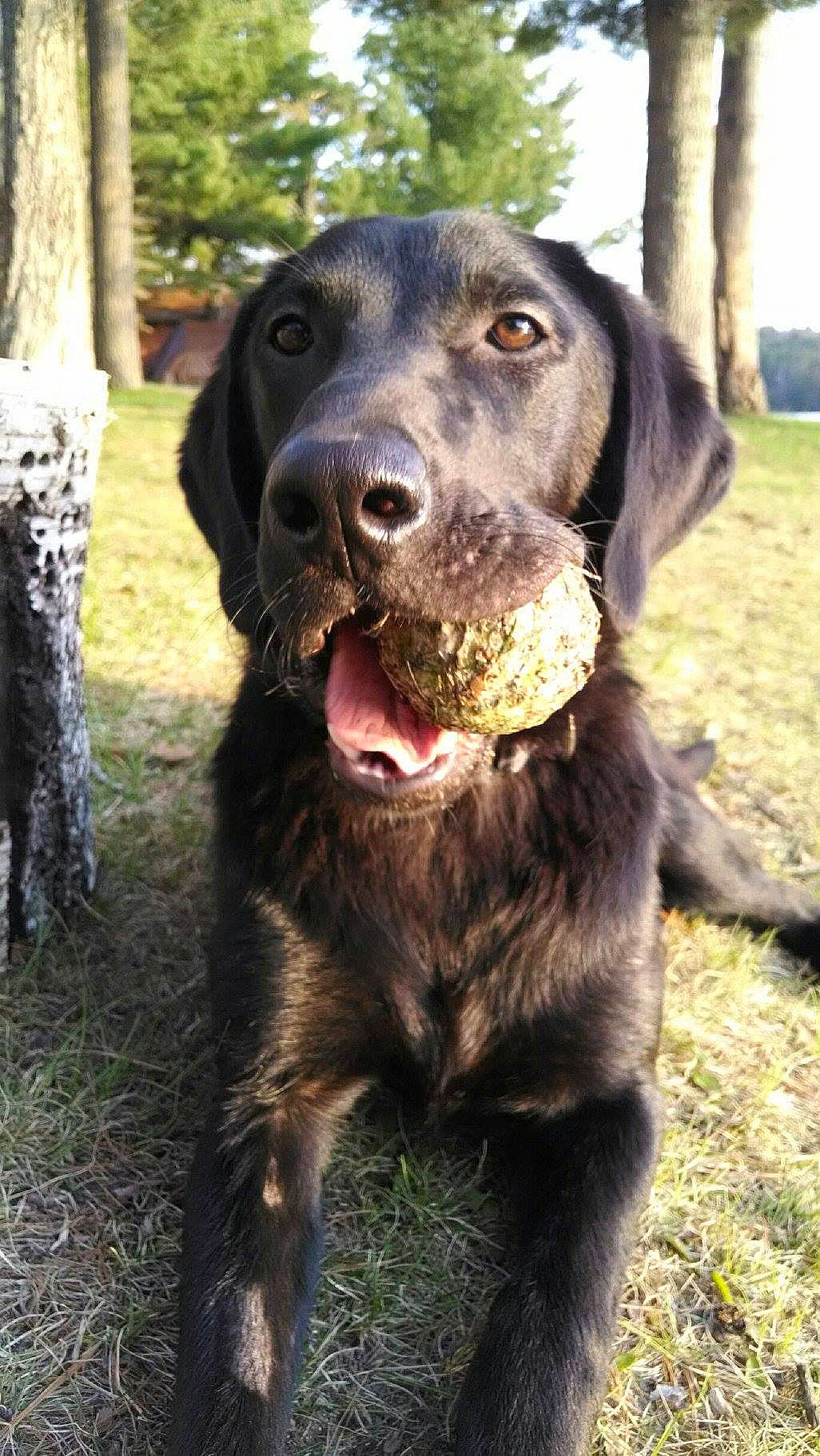 Garcia joined the competition — help win amazing prizes! borador, canidae, carnivore, companion_dog, dog, dog_breed, dog_collar, fur, grass, gun_dog, hunting_dog, liver, plant, retriever, snout, sporting_group, terrestrial_animal, tree, working_animal, working_dog