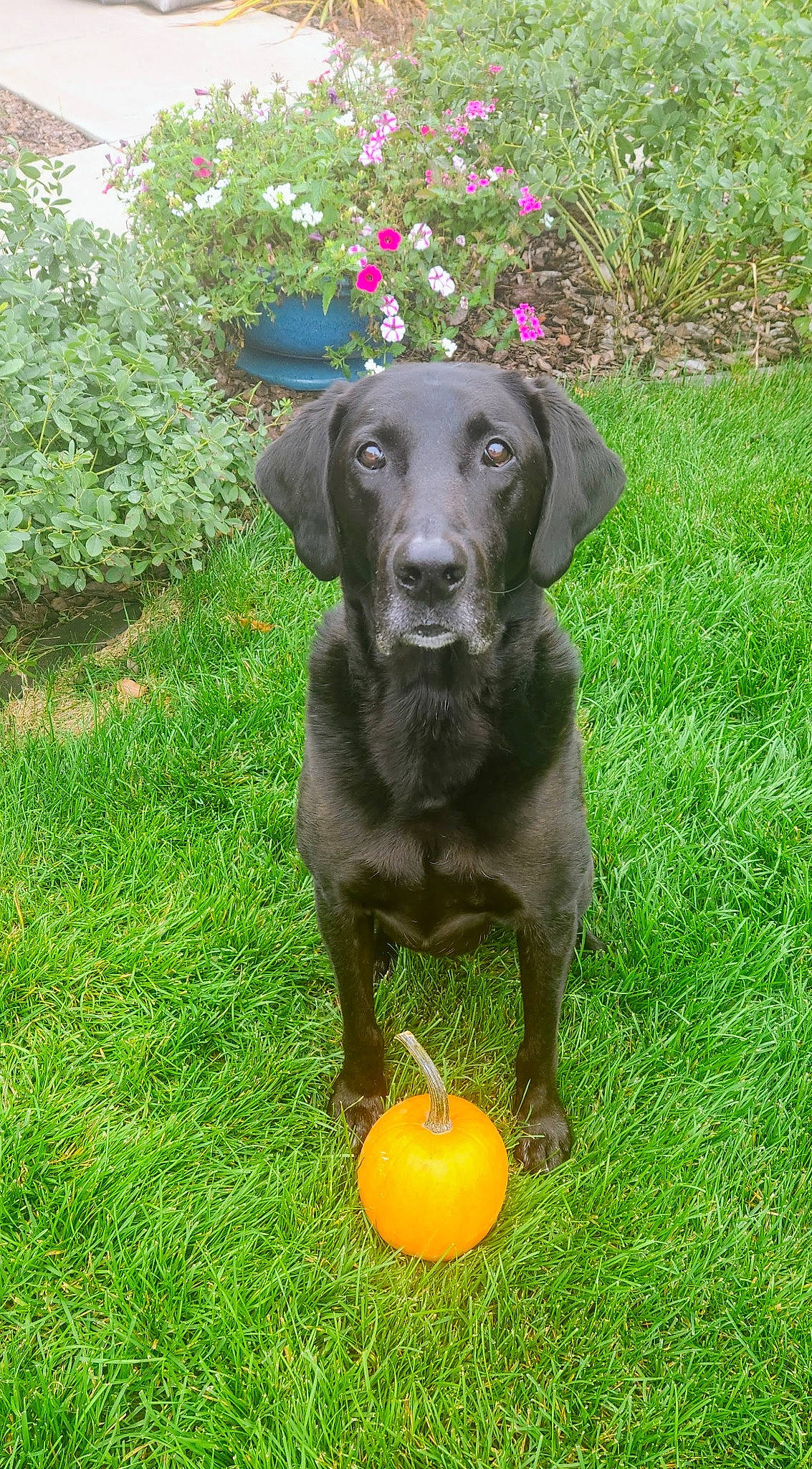 Garcia joined the competition — help win amazing prizes! ball, borador, canidae, carnivore, citrus, companion_dog, dog, dog_breed, dog_collar, flower, grass, gun_dog, liver, plant, rangpur, snout, sporting_group, tail, valencia_orange, working_animal