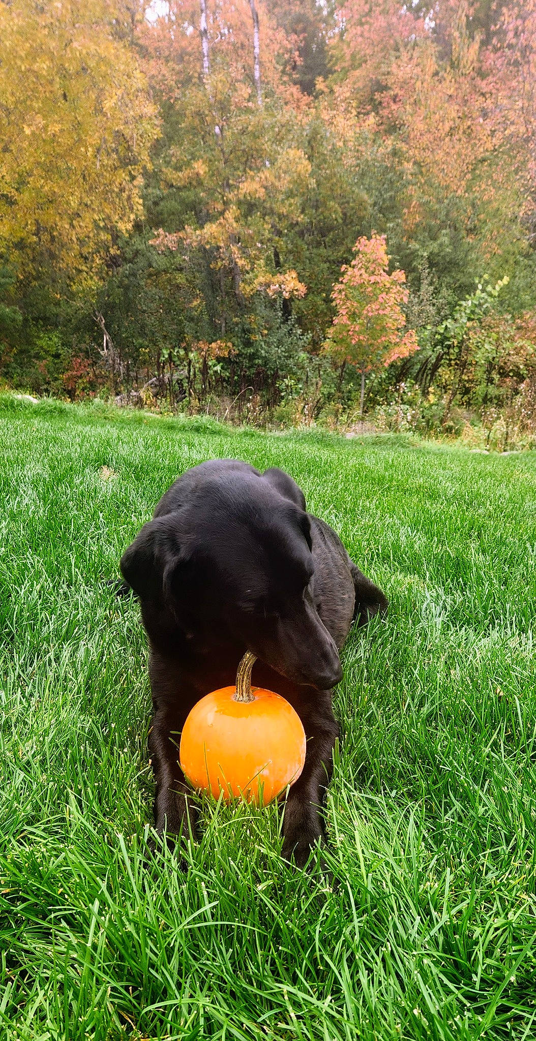 Garcia is registered to the contest to win money with this photo: botany, canidae, carnivore, citrus, companion_dog, dog, dog_breed, garden, grass, grassland, groundcover, landscape, lawn, leaf, plant, shrub, tail, tree, vegetable, working_animal