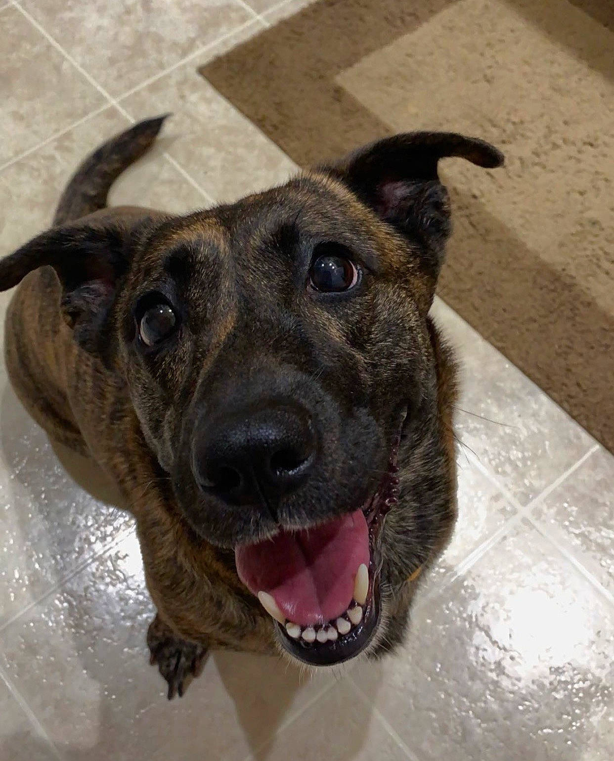 Georgia joined the competition — help win amazing prizes! canidae, carnivore, collar, companion_dog, dog, dog_breed, dog_collar, fang, fawn, fur, guard_dog, jaw, liver, pet_supply, snout, sporting_group, terrestrial_animal, whiskers, working_animal, working_dog