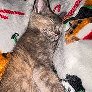 London joined the competition — help win amazing prizes! adorable, animal, blanket, cat, christmas, closeup, cozy, cute, domestic_cat, fur, furry, holiday, indoor, kitten, pet, resting, sleeping, soft, warm, young