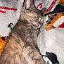 adorable, animal, blanket, cat, christmas, closeup, cozy, cute, domestic_cat, fur, furry, holiday, indoor, kitten, pet, resting, sleeping, soft, warm, young
