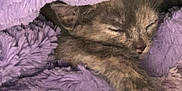 London is registered to the contest to win money with this photo: adorable, animal, closeup, comfort, cozy, cute, fur, indoor, kitten, paw, peaceful, pet, purple_blanket, relaxed, resting, sleeping, small, snuggled, soft_texture, warm