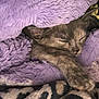 kitten, sleeping, purple_blanket, cozy, paw, fur, resting, cute, pet, animal, indoor, soft_texture, snuggled, peaceful, closeup, warm, comfort, relaxed, small, adorable