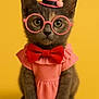 kitten, cat, pet, glasses, hat, bow_tie, pink_outfit, yellow_background, cute, portrait, animal, feline, costume, small_hat, pink, red, adorable, sitting, fashion, studio