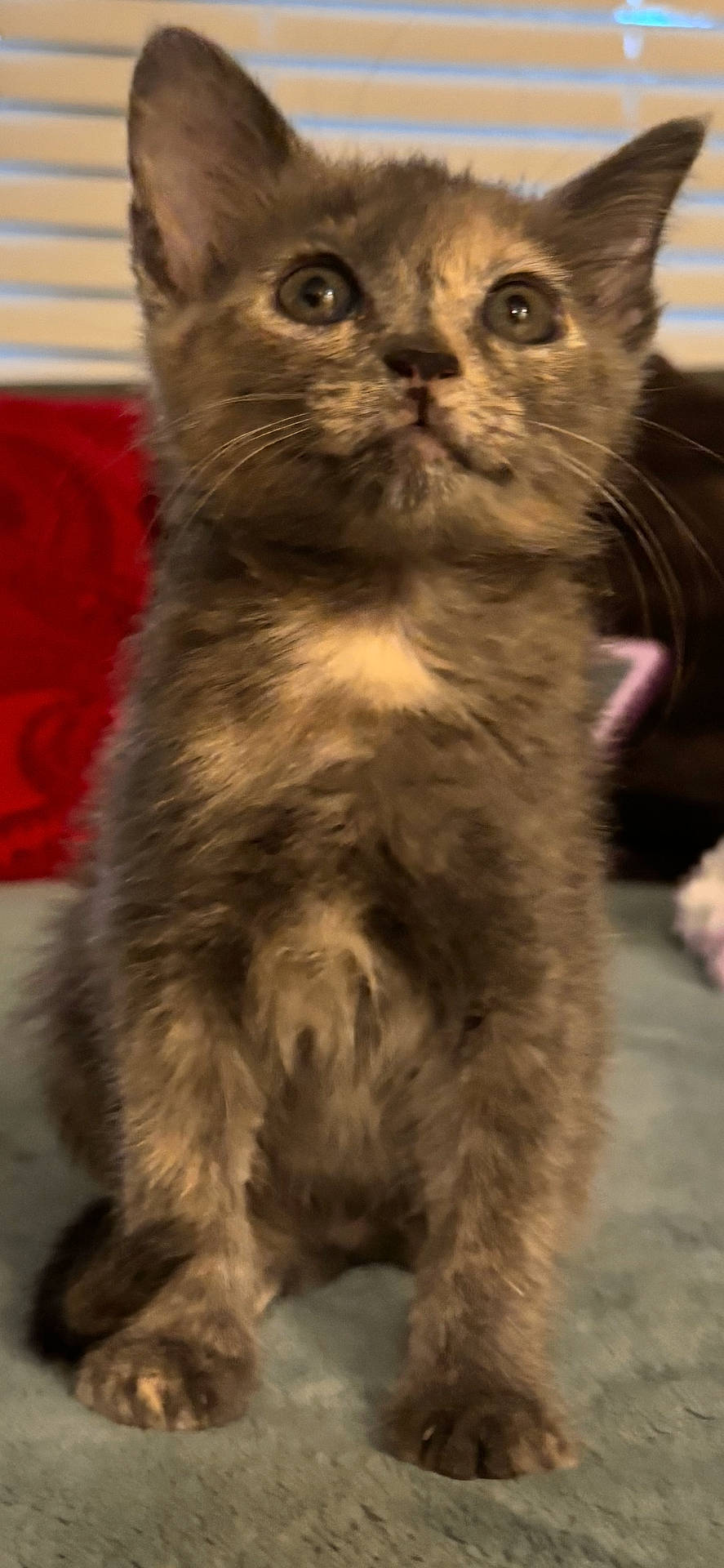 animal, background, cat, closeup, cozy, curious, cute, domestic, ears, eyes, fur, furry, indoor, kitten, paws, pet, sitting, soft, whiskers, young