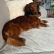 Neven participe au concours pour gagner de l'argent avec cette photo : dog, dachshund, pet, couch, indoor, furniture, pillow, long_hair, brown_dog, relaxed, canine, home, cozy, carpet, blanket, resting, looking_back, fur, animal, domestic