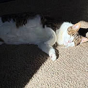 Dodge is registered to the contest to win money with this photo: animal, carpet, cat, closeup, cozy, domestic, feline, fur, indoor, paw, peaceful, pet, quiet, relaxed, resting, shadow, sleeping, sunlight, tabby, whiskers