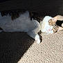 animal, carpet, cat, closeup, cozy, domestic, feline, fur, indoor, paw, peaceful, pet, quiet, relaxed, resting, shadow, sleeping, sunlight, tabby, whiskers