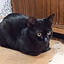 black_cat, cat, pet, animal, indoor, cardboard, wooden_furniture, floor, curious, feline, close_up, domestic_cat, whiskers, ears, eyes, resting, home, tile, quiet, still_life
