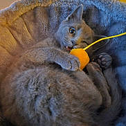 Nikko is registered to the contest to win money with this photo: cat, gray_cat, pet, toy, yellow_toy, playing, cozy_bed, furry_bed, paw, cute, animal, feline, resting, indoor, closeup, whiskers, fur, relaxed, small, mischievous