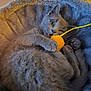 cat, gray_cat, pet, toy, yellow_toy, playing, cozy_bed, furry_bed, paw, cute, animal, feline, resting, indoor, closeup, whiskers, fur, relaxed, small, mischievous