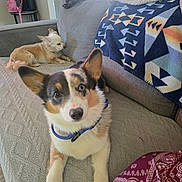 Maverick joined the competition — help win amazing prizes! dog, cat, couch, blanket, indoor, pet, animal, fur, resting, relaxed, seated, small_dog, siamese_cat, tricolor_dog, blue_eye, backpack, patterned_blanket, living_room, window, daylight