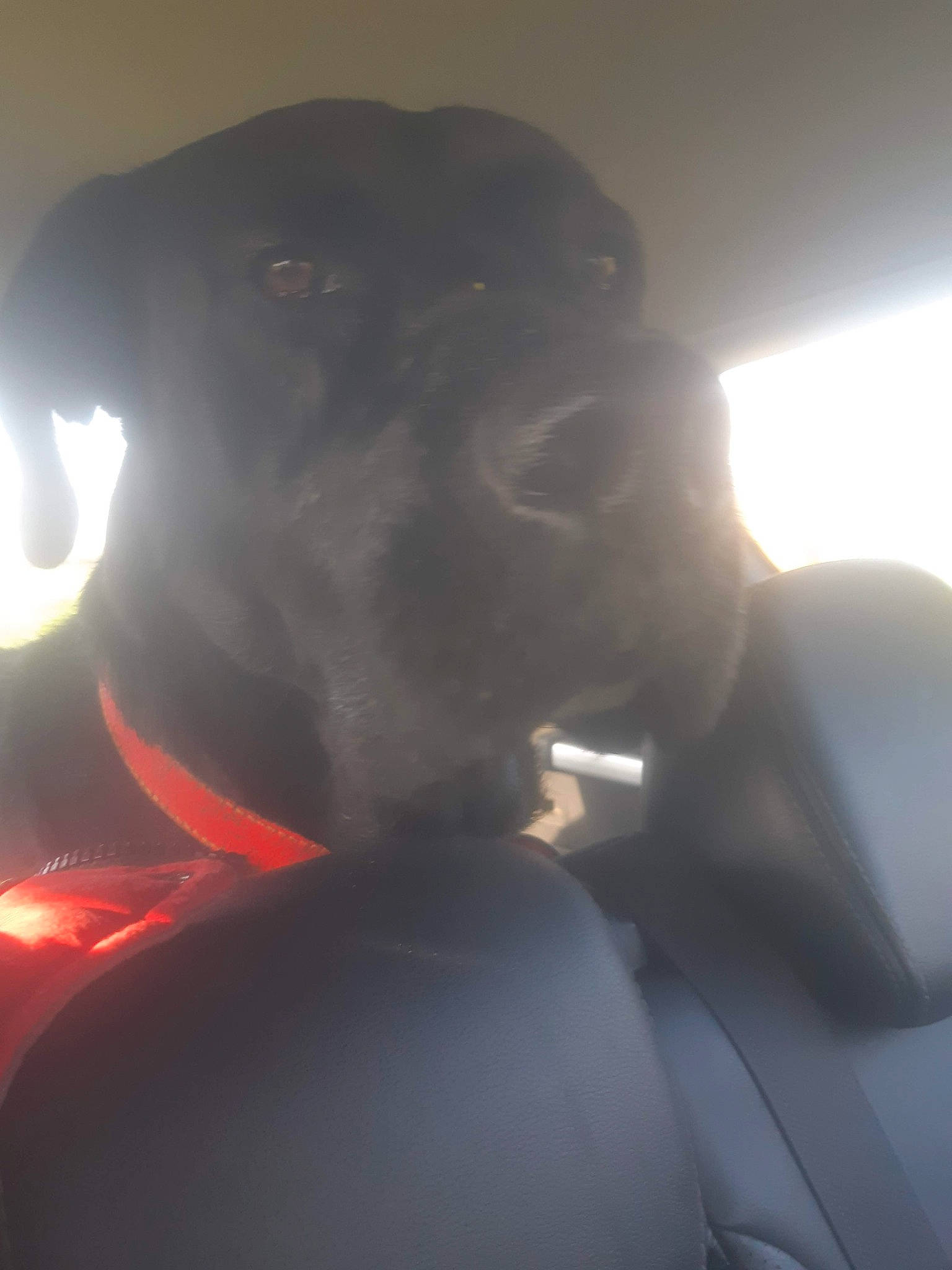 Larko participe au concours pour gagner de l'argent avec cette photo : backlighting, canidae, carnivore, chest, companion_dog, darkness, dog, dog_breed, elbow, fawn, flash_photography, fun, gesture, jaw, light, mouth, neck, sporting_group, whiskers, working_animal