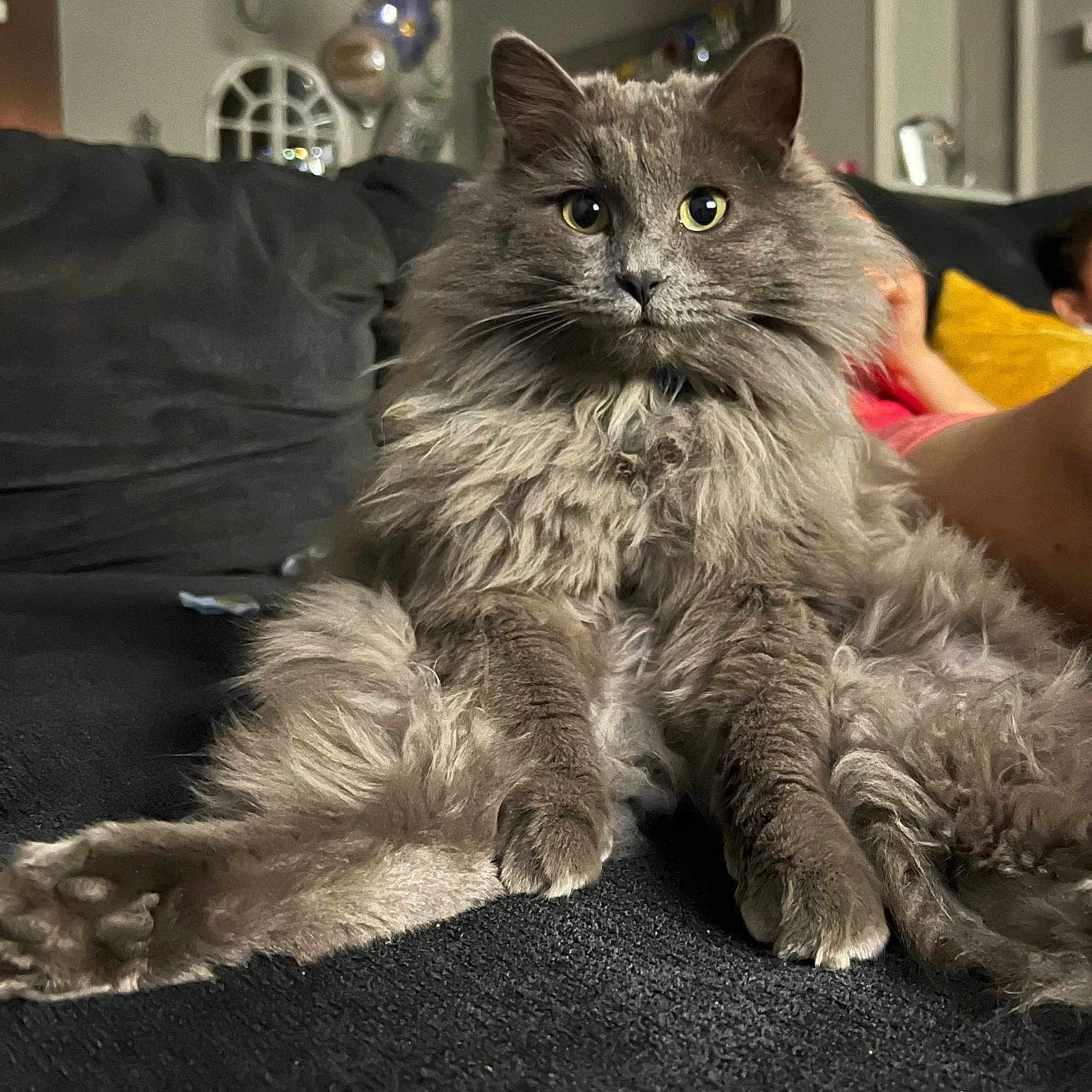 Jasper joined the competition — help win amazing prizes! angora, animal, architecture, building, cat, couch, cushion, face, furniture, head, homedecor, indoors, kitten, livingroom, manx, person, pet, photography, portrait, room