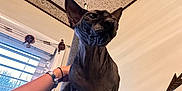 Jeri is registered to the contest to win money with this photo: sphynx_cat, cat, hairless, pet, indoor, cat_tree, feline, animal, window, human_arm, hand, carpet, ears, skin, closeup, domestic_animal, furniture, person, light, texture