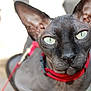 sphynx_cat, cat, close_up, hairless, pet, animal, green_eyes, red_collar, ears, face, whiskers, outdoor, blurred_background, feline, portrait, domestic_cat, looking_at_camera, skin_texture, pet_collar, animal_portrait