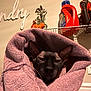 sphynx_cat, towel, wrapped, indoor, laundry_room, detergent, shelf, ceramic_chicken, plant, wall_decor, animal_face, pet, cat_face, ears, close_up, cozy, texture, purple, home, feline