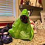 cat, green_bag, crocs, countertop, kitchen, shoes, window, plastic_bag, indoor, pet, curious, black_cat, household_items, decor, shelf, figurine, sign, window_blinds, footwear, table