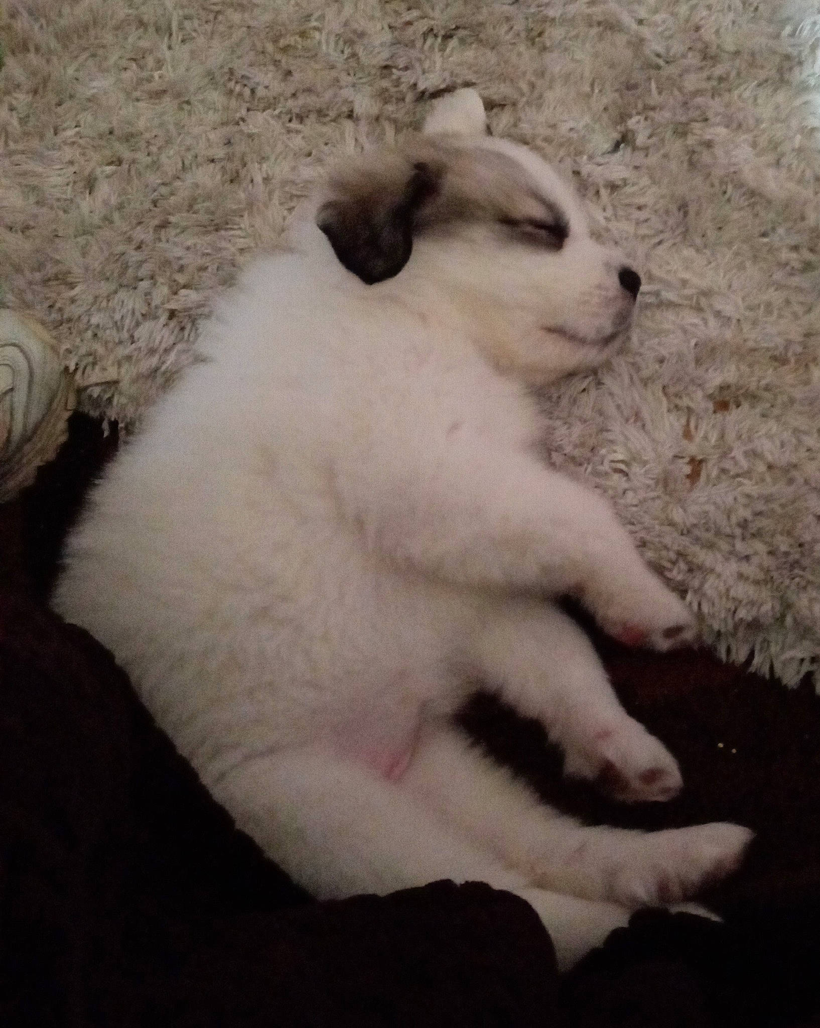 Minnie joined the competition — help win amazing prizes! canidae, carnivore, companion_dog, dog, dog_breed, fawn, felidae, foot, fur, monochrome_photography, non_sporting_group, paw, small_to_medium_sized_cats, snout, sporting_group, tail, terrestrial_animal, whiskers, wildlife, working_animal