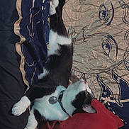 Spider joined the competition — help win amazing prizes! cat, tuxedo_cat, bed, blanket, pillow, indoor, feline, resting, curious, black_and_white, collar, domestic_cat, cute, pet, animal, soft, sun_pattern, fabric, relaxed, cozy