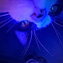 Spider is registered to the contest to win money with this photo: cat, person, closeup, face, whiskers, blue_light, purple_light, indoor, low_light, portrait, animal, pet, eyeliner, human, curious, expression, nose, eyes, selfie