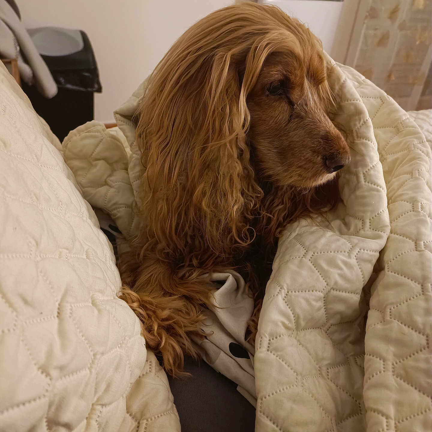 Isis a rejoint le concours — aidez-le/la à gagner de superbes lots ! animal, blanket, brown_fur, comfort, couch, cozy, curly_fur, dog, fur, furniture, golden_dog, home, indoor, pet, portrait, quilt, relaxed, resting, side_view, warm_lighting