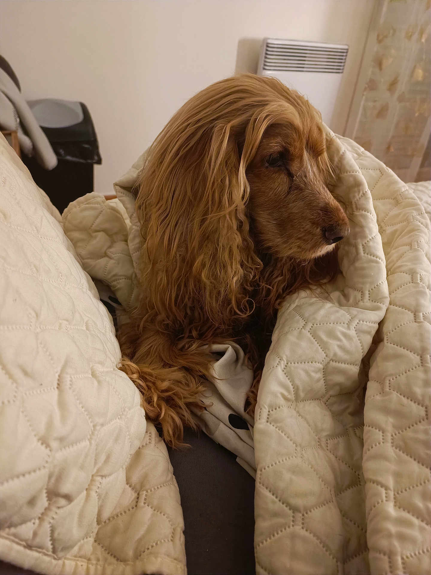 Isis a rejoint le concours — aidez-le/la à gagner de superbes lots ! dog, golden_dog, quilt, blanket, indoor, cozy, pet, fur, couch, resting, warm_lighting, furniture, brown_fur, curly_fur, relaxed, animal, comfort, home, portrait, side_view