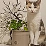 cat, plant, flower, potted_plant, white_surface, indoor, decor, green_leaves, branch, curious, sitting, animal, pet, feline, calm, houseplant, background_wall, closeup, natural_light, still_life