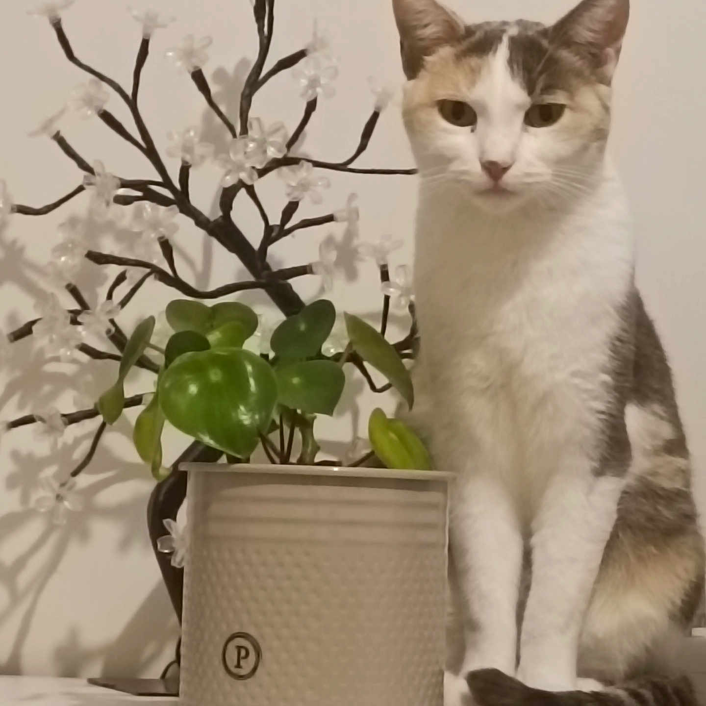 Swaïly a rejoint le concours — aidez-le/la à gagner de superbes lots ! animal, background_wall, branch, calm, cat, closeup, curious, decor, feline, flower, green_leaves, houseplant, indoor, natural_light, pet, plant, potted_plant, sitting, still_life, white_surface