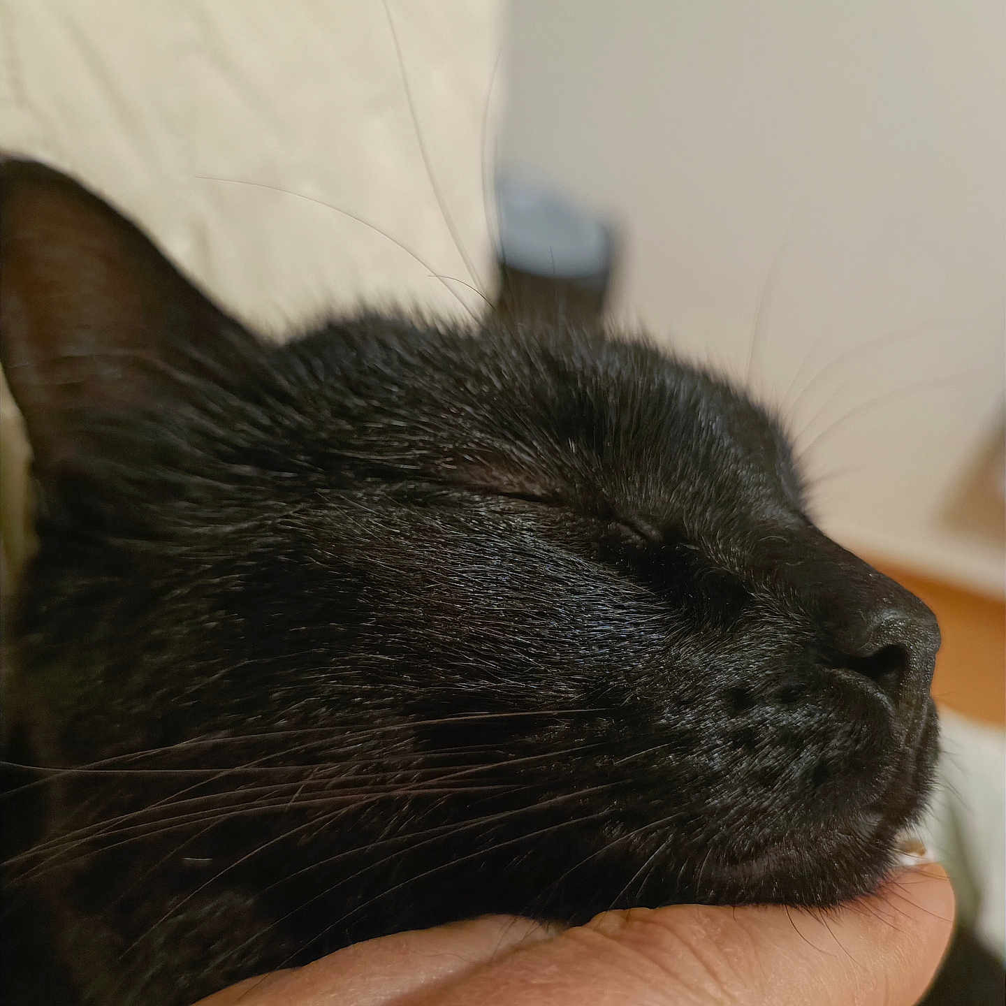 Encre participe au concours pour gagner de l'argent avec cette photo : animal, black_cat, cat, close_up, companion, cute, domestic_cat, ear, face, feline, fur, hand, indoor, nose, peaceful, pet, relaxed, resting, sleeping, whiskers